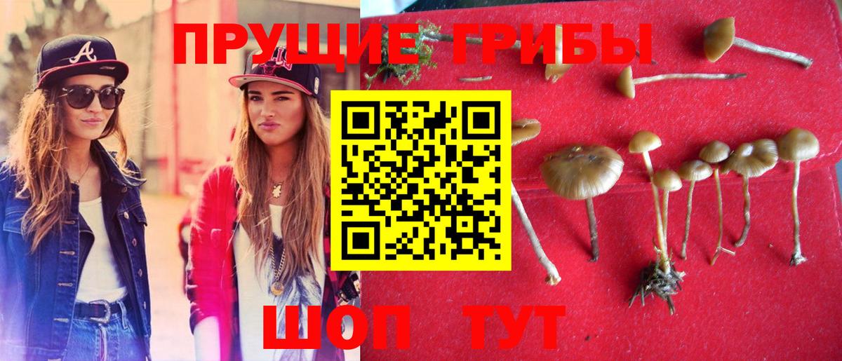 Галлюциногенные грибы Psilocybine cubensis  Вход с VPN  Псилоцибиновые грибы Cubensis  магазин    Нурлат 